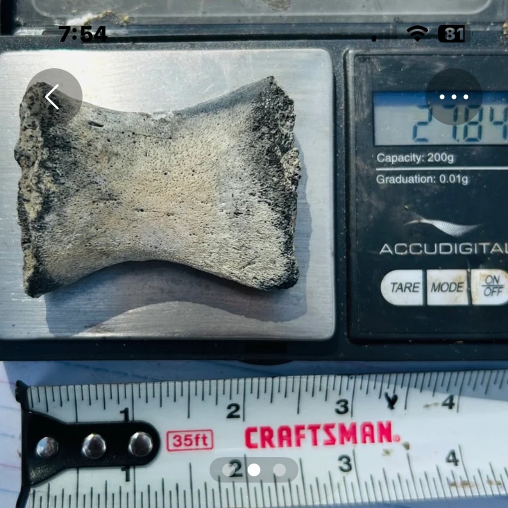 PRE-HISTORIC & REAL DINOSAUR KNUCKLE BONE, JURASSIC ERA, PTERODACTYL / CROC. A+! - Picture 4 of 4